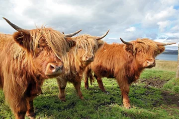 Papier Peint photo autocollant Highlander écossais Gros plan de la vache écossaise des Highlands dans le champ