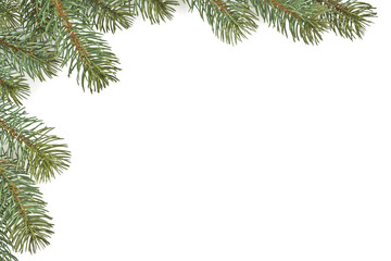 Obraz premium Fichtenzweige