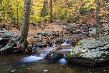 Autumn creek and trees