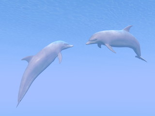 Fototapeta premium Dolphins date - 3D render