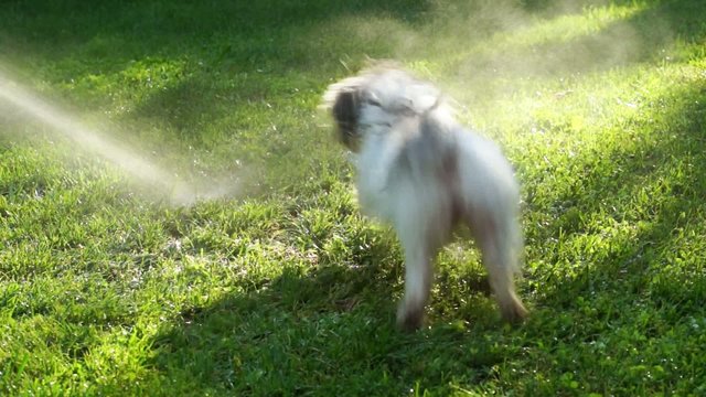 Funny crazy Havanese dog is fighting against a water beam