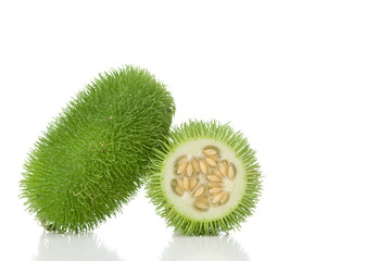 Cucumis