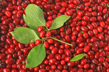Kornelkirschen (Cornus mas)