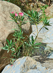 Flowers and Stone
