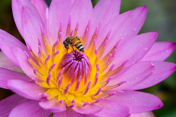 Water Lilly and Honeybee