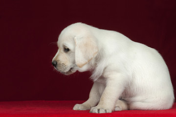 Labrador puppy.
