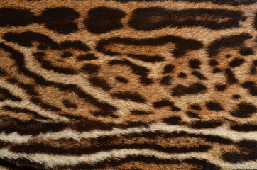 closeup of ocelot spotted fur