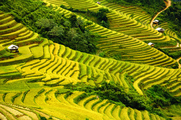 Fototapeta premium Rice fields on terraced of Mu Cang Chai, YenBai, Vietnam.