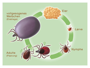 Entwicklungstadien einer Zecke