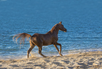 Fototapeta na wymiar Arabian red stallion