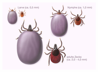 Zecken, normal und vollgesogen (gr&ouml;&szlig;e und Entwicklung)