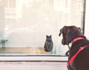 Cat and Dog Staredown