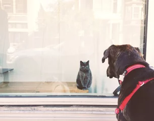 Muurstickers Cat and Dog Staredown © laurendotcom