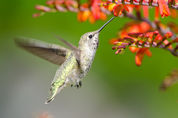 Annas Hummingbird feeding on Crocosmia Flowers
