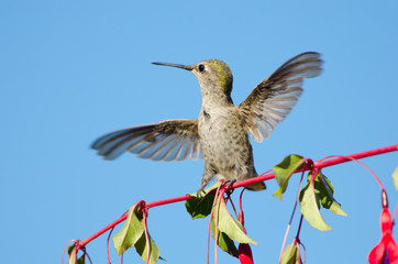 Anna's Hummingbird playing on Hardy Fuchsia
