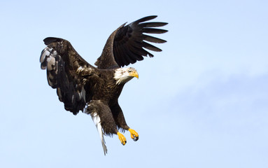 Bald Eagle in for a Landing with wings stretched