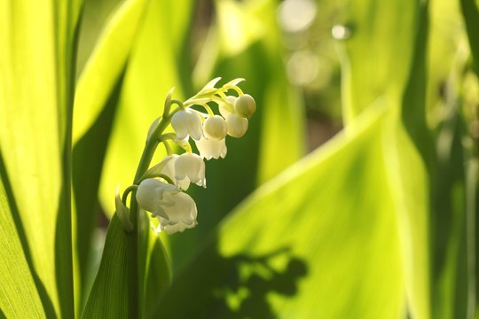 Fototapeta Lily of the valley in the forest