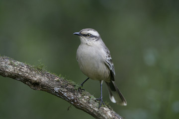 Fototapeta premium Chalk-browed mockingbird, Mimus saturninus