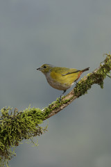 Obraz premium Chestnut-bellied euponia, Euphonia pectoralis