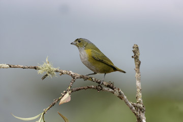 Chestnut-bellied euponia, Euphonia pectoralis