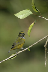 Chestnut-bellied euponia, Euphonia pectoralis