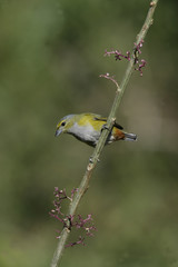 Chestnut-bellied euponia, Euphonia pectoralis
