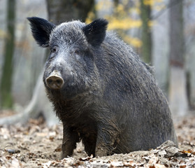 Wild boar in the forest
