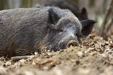 Wild boar in the forest