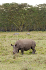 Rhino on the grasslands of Kenya