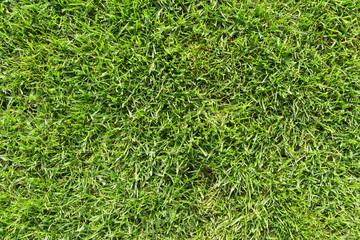 Grass texture XXL