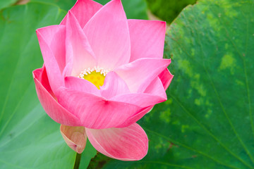 Pink Lotus