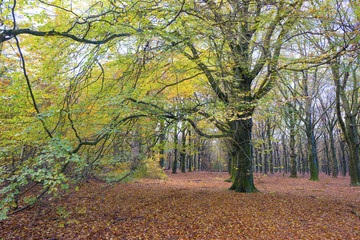 Beech forest in sunlight at fall