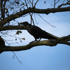 bird