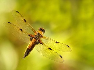 Dragonfly