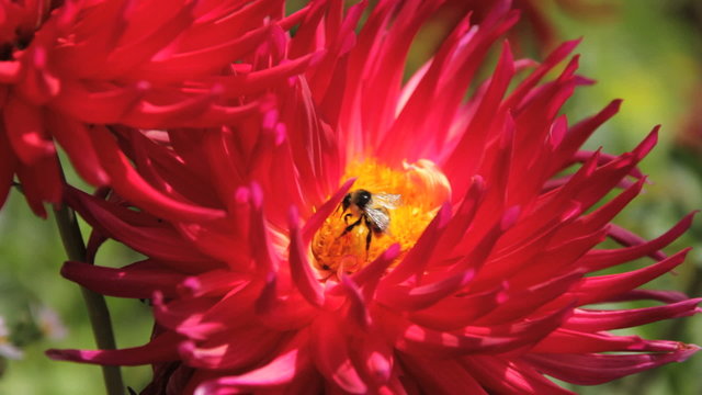 Abeja y avispa  en flor dalia de color rojo y amarillo