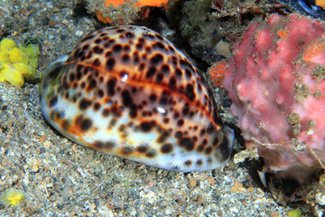 Tiger cowrie (Cypraea tigris)