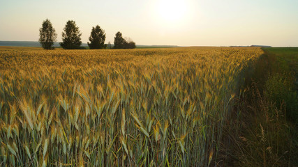 Eared rye field in the rays of the evening sun, Russia