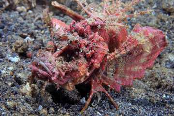 Demon stinger (Inimicus didactylus)