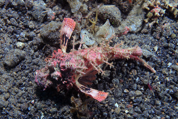 Demon stinger (Inimicus didactylus)