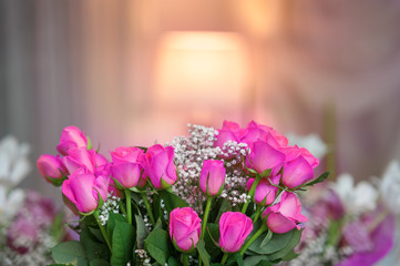 Pink roses