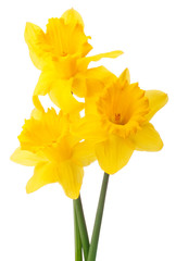 Daffodil flower or narcissus  bouquet  isolated on white backgro