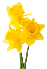 Poster Narcis bloem of narcissen boeket geïsoleerd op witte backgro © Natika