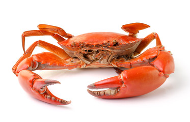 sea crab isolated on white background