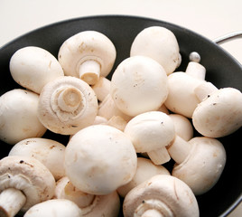 pilze