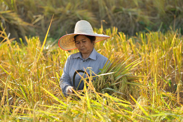Naklejka na ściany i meble farmers harvesting rice in rice field in Thailand