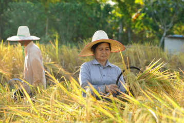farmers harvesting rice in rice field in Thailand