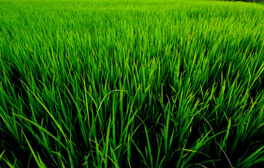 Paddy Rice Fields