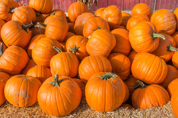 Orange pumpkins on display at the market