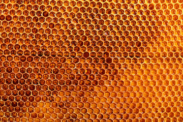 yellow beautiful honeycomb with honey, background