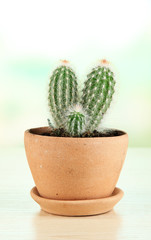 Beautiful cactus in flowerpot on wooden table